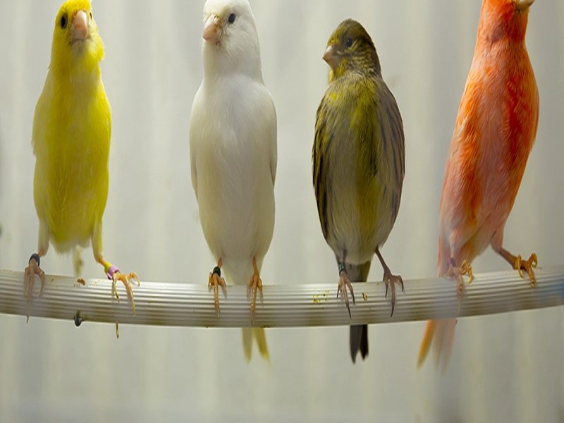 Four canary birds (Serinus canaria) sitting in a branch